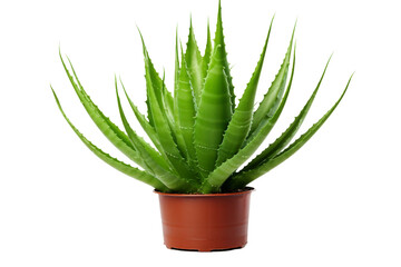 Tranquil Oasis: Vibrant Green Plant in Earthen Pot on Clean White Background. On White or PNG Transparent Background.