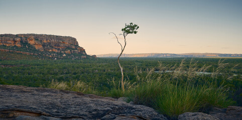 Lone tree in Northern Territory, Litchfield National Park