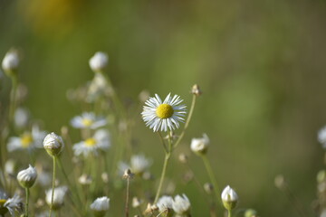 Wei&szlig;e Bl&uuml;ten auf der Wiese-Zarte Sch&ouml;nheit im Fokus