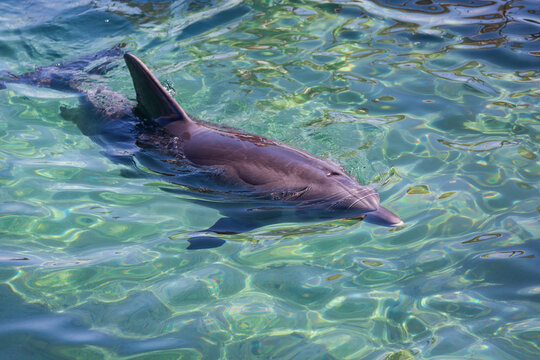 Bottlenose dolphin swimming in blue coastal waters during daytime. Dolphin is captured as it swims gracefully near the surface of the clear waters, showcasing its sleek body and distinctive dorsal fin