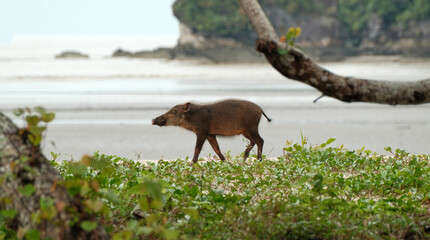 Wild boar piglet near the beach in Bako National Park, Malaysia