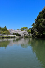 Fototapeta na wymiar 姫路城　内堀の桜