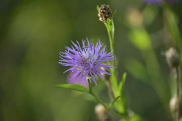 Blaue/Violette Wildblume mit Knospe-Wachstum und Zartheit der Natur
