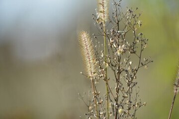 Vertrocknete Pflanzenstängel im Herbst/Winter-Naturstrukturen und Vergänglichkeit