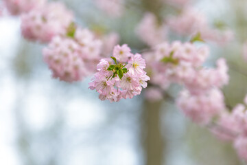 The branch of sakura flowers on the spring background - 784461323