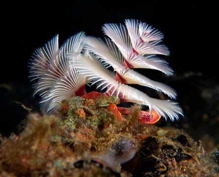A white Christmas tree worm on a shallow reef Dauin Philippines