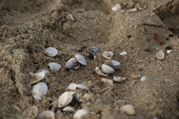 shells on the beach