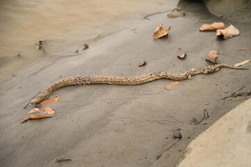 Captivating Indian Python Photos | Valmiki Tiger Reserve Stock