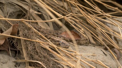 Captivating Indian Python Photos | Valmiki Tiger Reserve Stock
