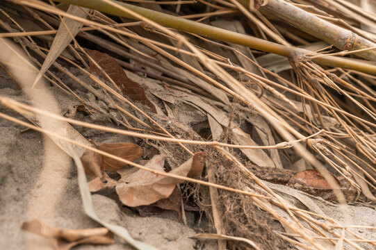 Captivating Indian Python Photos | Valmiki Tiger Reserve Stock