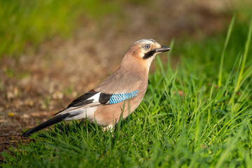 Eichelhäher sitzt auf einem alten Ast