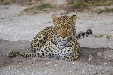 Leopard on the road in Nxai Pan, Botswana
