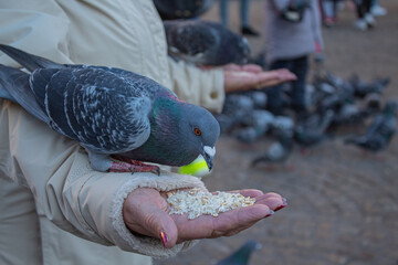 child feeding pigeons