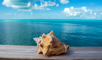 Obraz na płótnie Canvas seashell overlooking the blue ocean.