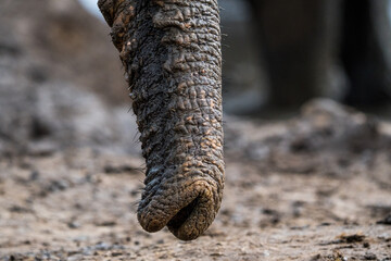 Elephant close-up, of trunk Botswana
