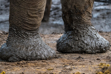 Elephant close-up of feet, Botswana