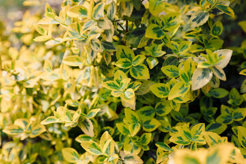 Euonymus fortunei Emerald Gold in garden, variegated leaves - 784469316