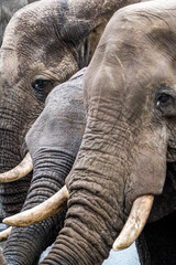 Elephant close-up, Botswana