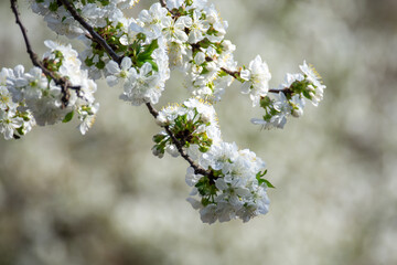 Cherry blossom branch in the park. Nature of Ukraine.