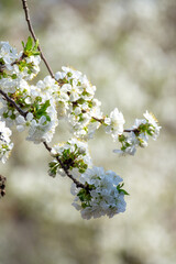 Cherry blossom branch in the park. Nature of Ukraine.