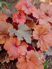 Red heuchera and plants in garden. Close up view of plant - 784469539