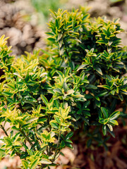 Euonymus fortunei Emerald Gold in garden, variegated leaves - 784469584