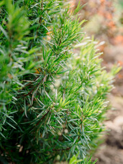 Rosemary plant close up, aromatic green foliage background - 784469750
