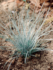 Blue Fescues plant in grow, close up view of gray grass - 784469964