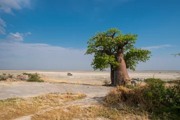 Gordijnen Baobab in Kubu Island, Botswana © Nadine Wagner