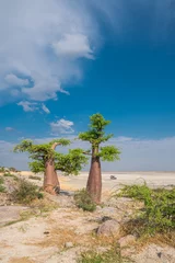 Fototapeten Baobab in Kubu Island, Botswana © Nadine Wagner
