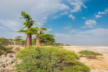 Foto auf Acrylglas Baobab in Kubu Island, Botswana © Nadine Wagner