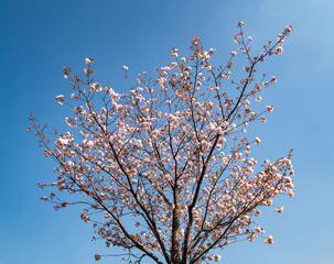 日本の桜の木
