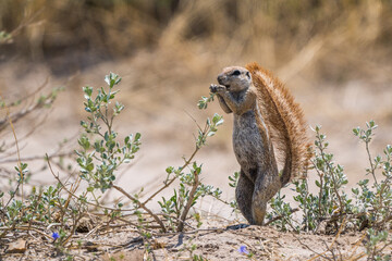 Ground squirrel in the Central Kalahari, Botswana