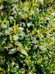Ligustrum japonicum 'Texanum' close up. Wax leaf privet plant - 784470924
