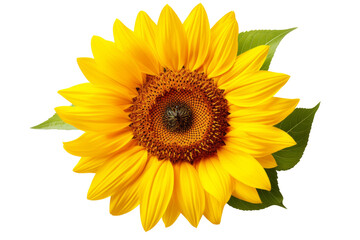 Obraz premium Majestic Sunflower Blooms Gracefully. On White or PNG Transparent Background.
