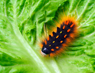 An orange-black colored caterpillar on a lettuce leaf. Black-orange hairy caterpillar on vegetables, caterpillar larva of butterfly Parnassius apollo.