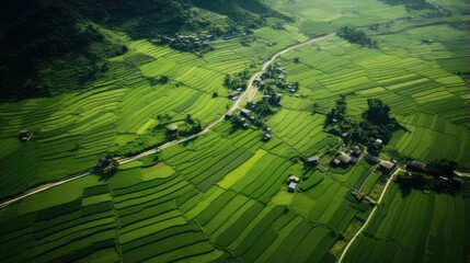aerial view of lush green terraced fields