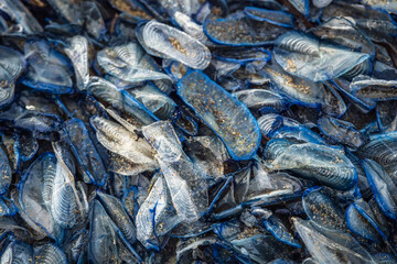 Des vélèlles échouées sur la plage