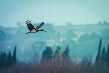 Foto op Plexiglas Un Cigogne noire vole au dessus d'un étang © Yann