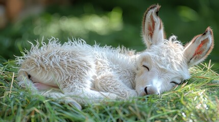   A tight shot of a small animal reclining on a lush grass expanse, its head at ease on a plush toy