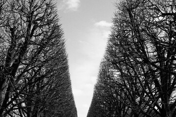 silhouette of a tree in the morning fog in black and white