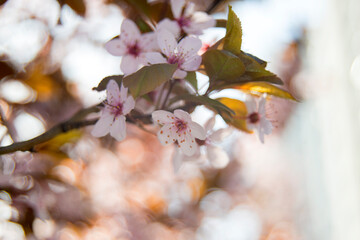 Spring background whis blossom 