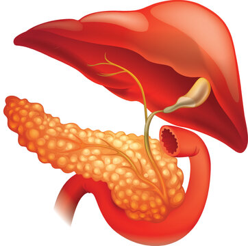 Conducto de la bilis. &Aacute;rbol biliar humano. 