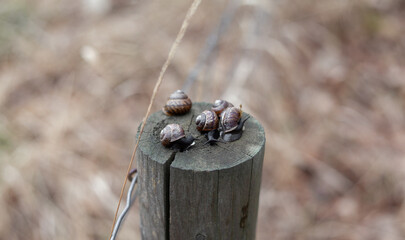 snails with blurry background. Brown shoft tones. Environment awareness.