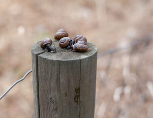 snails with blurry background. Brown shoft tones. Environment awareness.