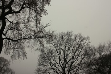 silhouette of a tree in the morning fog