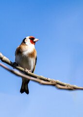 European Goldfinch (Carduelis carduelis) - Found across Europe, Asia & North Africa