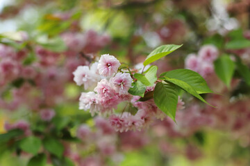 Pink Japanese cherry blossom, Prunus serrulata