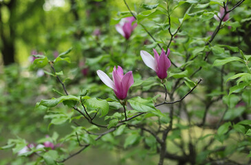 Magnolia soulangeana  flowers in the garden