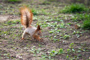 squirrel in the park